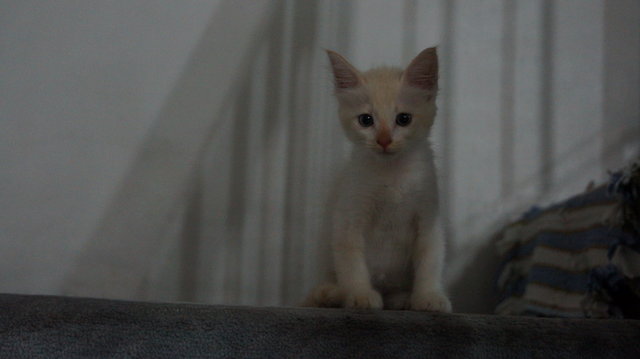 Ebony &amp; Ivory - Domestic Medium Hair + Domestic Short Hair Cat