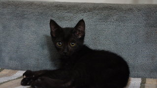 Ebony &amp; Ivory - Domestic Medium Hair + Domestic Short Hair Cat