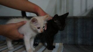 Ebony &amp; Ivory - Domestic Medium Hair + Domestic Short Hair Cat