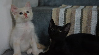 Ebony &amp; Ivory - Domestic Medium Hair + Domestic Short Hair Cat