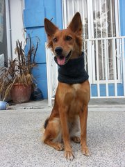 Lucky - Mixed Breed Dog