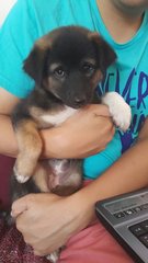 Puppy Girl - Mixed Breed Dog