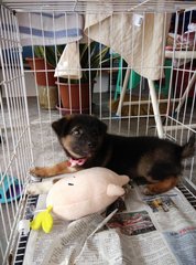 Puppy Girl - Mixed Breed Dog