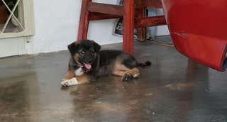 Puppy Girl - Mixed Breed Dog