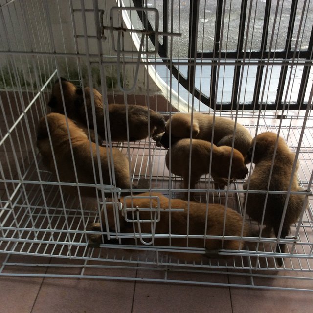 7 Puppies For Adoption - Mixed Breed Dog