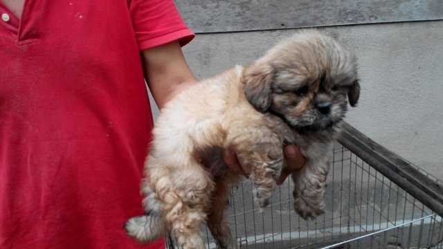 Shih Tzu Mix Pekingese - Pekingese + Shih Tzu Dog