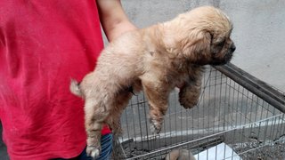 Shih Tzu Mix Pekingese - Pekingese + Shih Tzu Dog