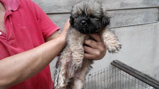 Shih Tzu Mix Pekingese - Pekingese + Shih Tzu Dog