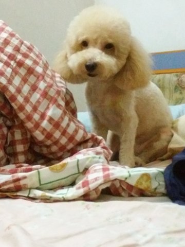 Ivan - Poodle Dog