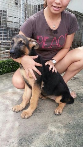 German Shepherd Puppy High Quality - German Shepherd Dog Dog