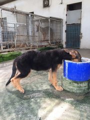 German Shepherd Puppy High Quality - German Shepherd Dog Dog