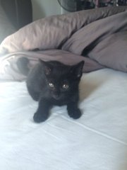 She loves playing on my bed and hiding under the covers