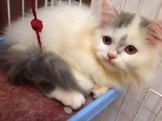 Mix Breed Persian Male Kitten (Dlh) - Domestic Long Hair + Persian Cat