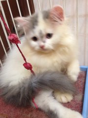 Mix Breed Persian Male Kitten (Dlh) - Domestic Long Hair + Persian Cat