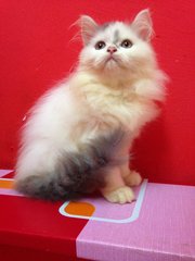 Mix Breed Persian Male Kitten (Dlh) - Domestic Long Hair + Persian Cat