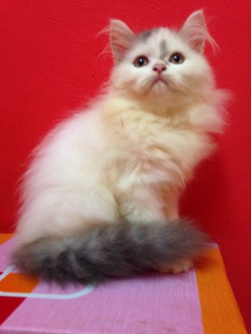 Mix Breed Persian Male Kitten (Dlh) - Domestic Long Hair + Persian Cat