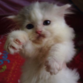 Semi-flat Persian Kitten (Dlh) - Domestic Long Hair + Persian Cat