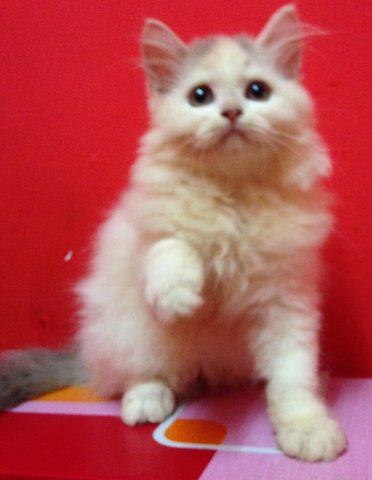 Semi-flat Persian Kitten (Dlh) - Domestic Long Hair + Persian Cat