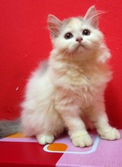 Semi-flat Persian Kitten (Dlh) - Domestic Long Hair + Persian Cat