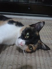 Cleopatra (Cleo - Domestic Short Hair Cat