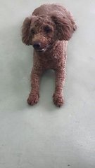 Coco Brown ( Poodle ) - Poodle Dog