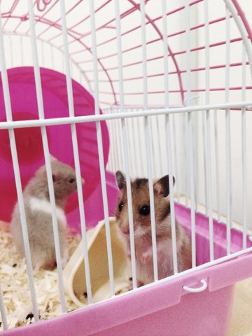 Toby &amp; Bella - Common Hamster Hamster