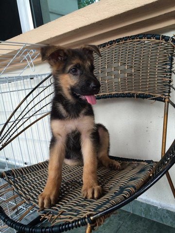 German Shepherd Puppy - German Shepherd Dog Dog