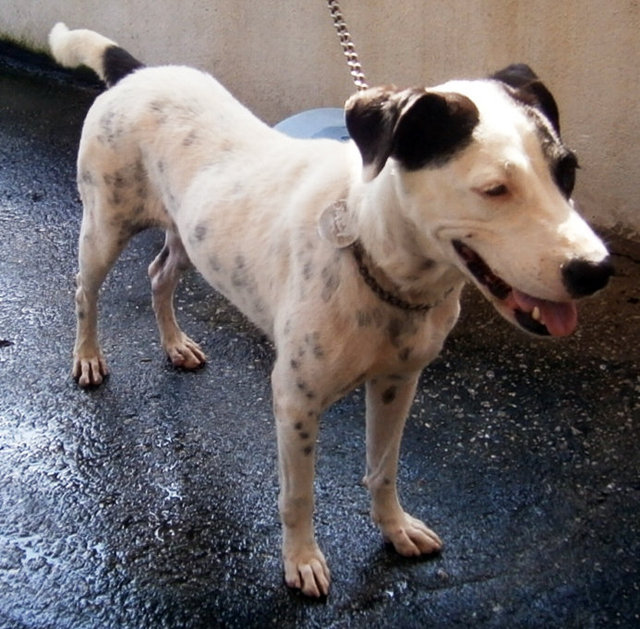 D32 (281114) - Mixed Breed Dog