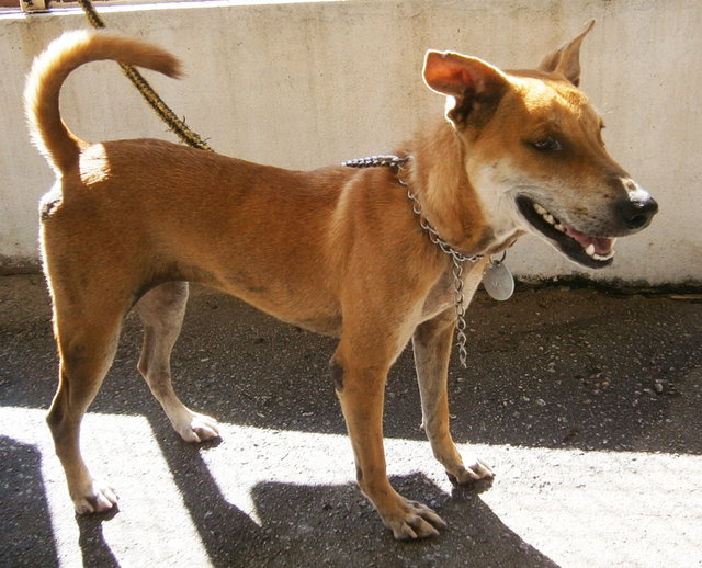 D142 (050614) - Mixed Breed Dog