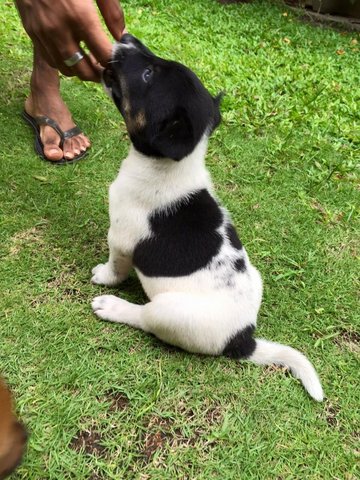 Blackie Boy, Brownie Girl And Betty - Mixed Breed Dog