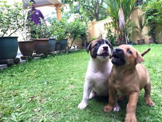 Brownie and Betty posing in the middle of a fight