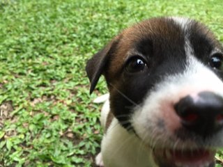 Brownie up close and personal