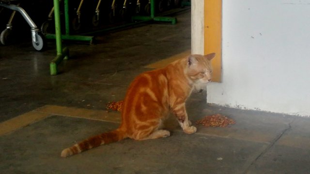 Ginger Marble - Found In Kinrara - Bengal Cat