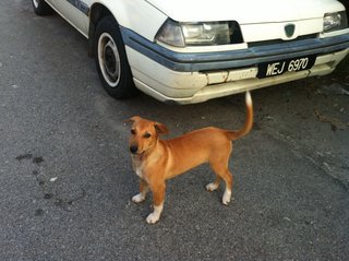 Home - Mixed Breed Dog