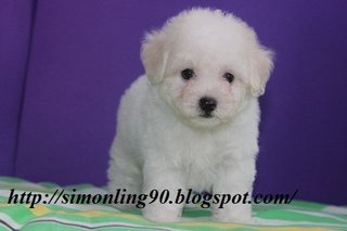 Xiao Bai - Poodle Dog