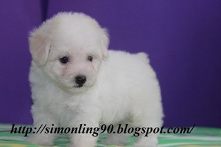 Xiao Bai - Poodle Dog