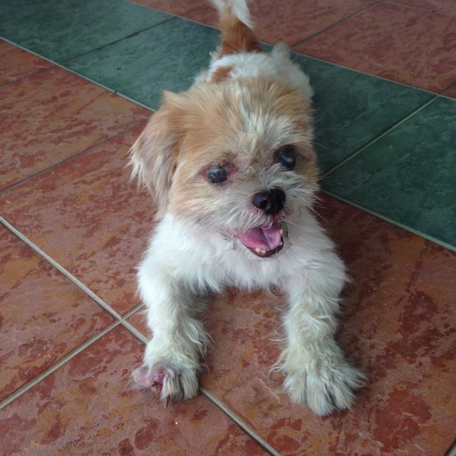 Lost Male Shih Tzu In Klang - Shih Tzu Dog