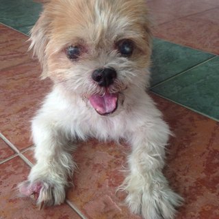 Lost Male Shih Tzu In Klang - Shih Tzu Dog