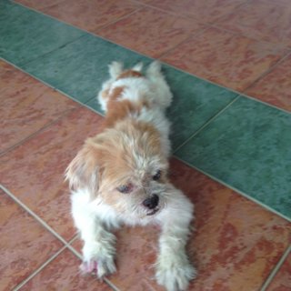 Lost Male Shih Tzu In Klang - Shih Tzu Dog