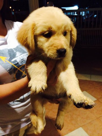 Ashley - Golden Retriever Dog