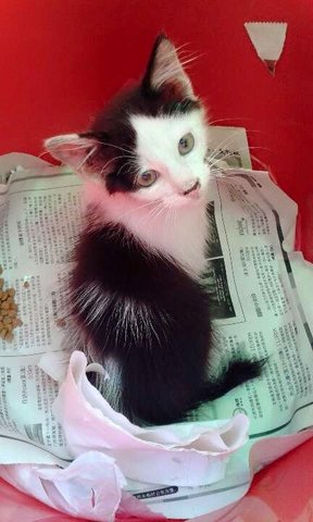 White Black Cat - Domestic Long Hair Cat