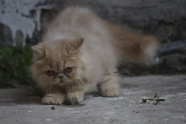 Horlick - Persian Cat