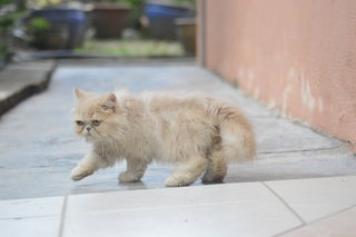 Horlick - Persian Cat