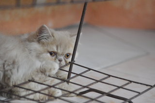 Horlick - Persian Cat