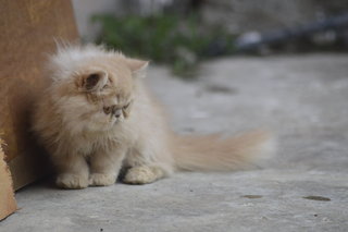 Horlick - Persian Cat