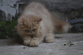 Horlick - Persian Cat