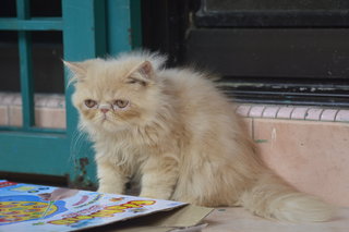 Nestum - Persian Cat