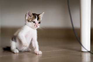 Miki Mao - Oriental Short Hair Cat