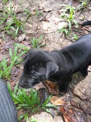 Black Male &amp; Female Pups - Mixed Breed Dog