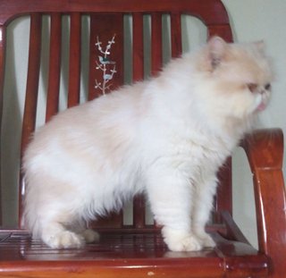 Persian Male Flatface Proven - Persian Cat